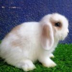 Holland lop