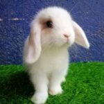 Holland lop