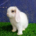 Holland lop