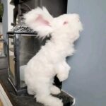 Angora bunny