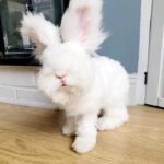 Angora bunny