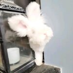 Angora bunny