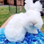 Angora bunny