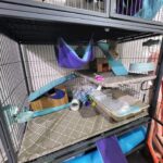 Ferret cage and supplies