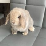 Mini lop