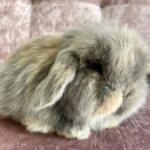 Mini lop