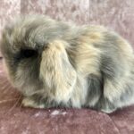 Mini lop