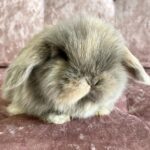 Mini lop