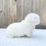 Mini lop