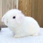 Mini lop