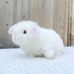 Mini lop