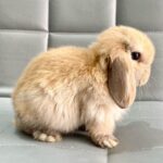 Mini lop