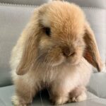 Mini lop