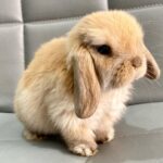 Mini lop