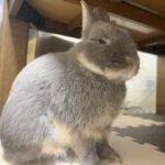 Netherland dwarf