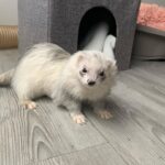 Ferret