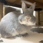 Netherland dwarf