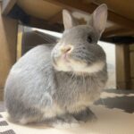 Netherland dwarf