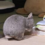 Mini rex