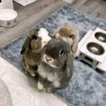 Mini lops