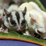 Sugar glider