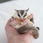 Sugar glider