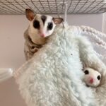 Sugar glider