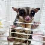 Sugar glider