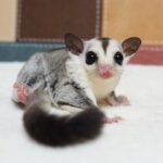 Sugar glider