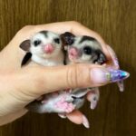 Sugar glider