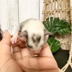 Sugar glider