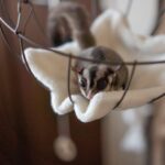 Sugar glider