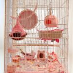 Sugar gliders cage and supplies