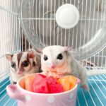 Sugar glider