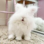 Angora bunny