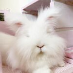 Angora bunny