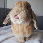 Neutered Holland lop Bunny