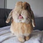 Neutered Holland lop Bunny