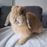 Neutered Holland lop Bunny