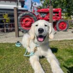 Female Golden retriever