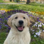 Male Golden retrievers